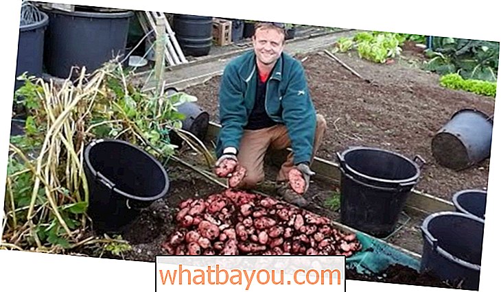 Kartulitornid, prügikastid ja konteinerid.  Kuidas kartuleid minimaalselt ruumi kasvatada ja koristada.