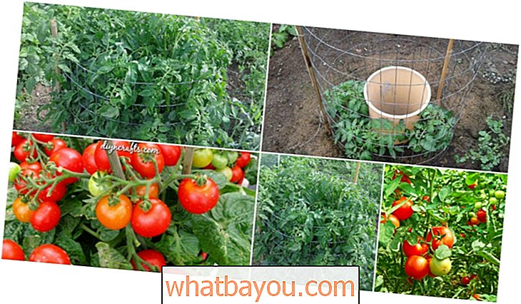 10 kroků k získání 50-80 liber rajčat z každé rostliny, kterou pěstujete