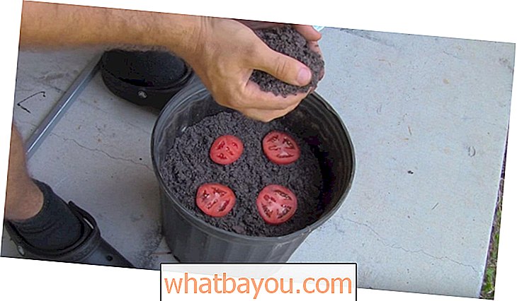 Забележително умен и гениален начин за отглеждане на разсад от домати