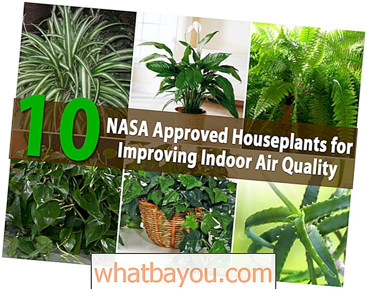 Top 10 izbových rastlín schválených NASA na zlepšenie kvality vzduchu v interiéri