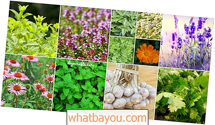 Santé: 14 plantes médicinales à soigner dans votre jardin d’herbes aromatiques - elles sont savoureuses et médicinales!