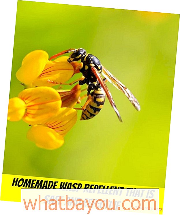 Repellente per vespe fatto in casa che è sicuro ed efficace
