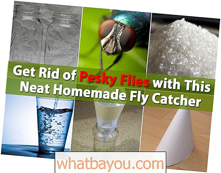 Singkirkan Pesky Flies dengan Fly Catcher Homemade yang Rapi ini