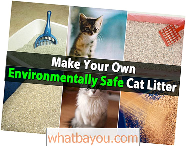 Riesige Geldersparnis - Machen Sie Ihren eigenen umweltfreundlichen Katzenstreu
