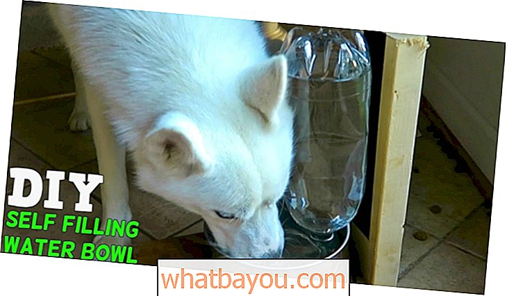 Vienkāršs DIY jūsu mājdzīvniekiem: kā izveidot pašpietiekamu ūdens trauku