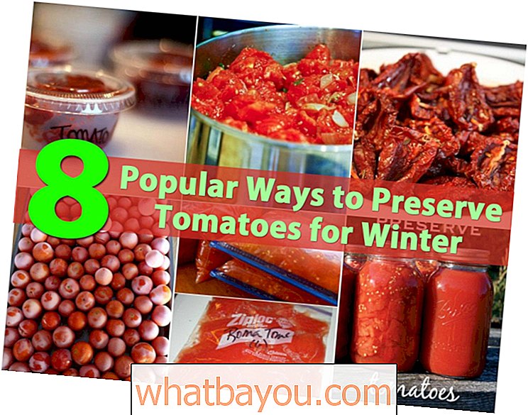Top 8 populairste manieren om tomaten voor de winter te bewaren