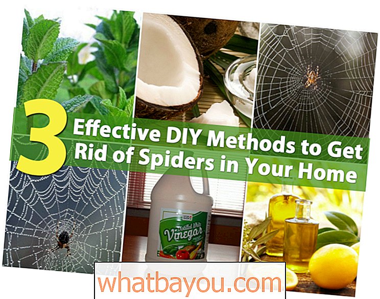3 učinkovite metode "uradi sam" kako da se riješite pauka u vašem domu