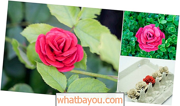 Gjenbruk: Hvordan lage vakre roser fra eggekartonger
