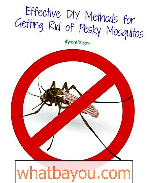 Učinkovite DIY metode za uklanjanje komarca Pesky